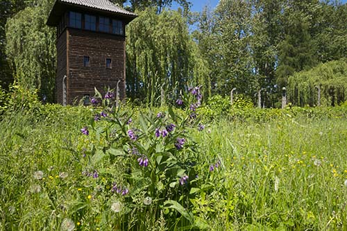 Photograph of Birkenau periphery guard tower, fence and May 2017 flower.